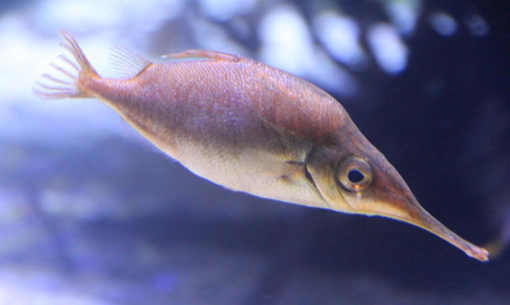 Common Bellowsfish