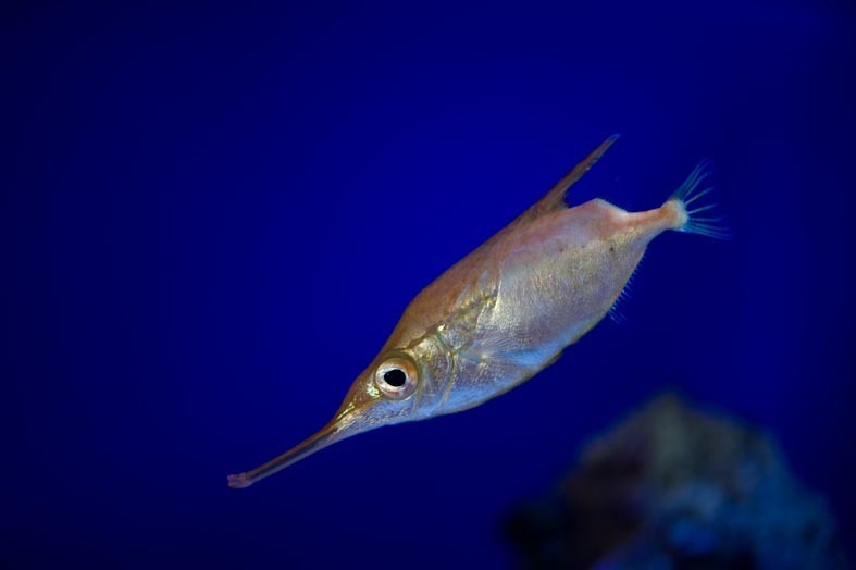 Common Bellowsfish