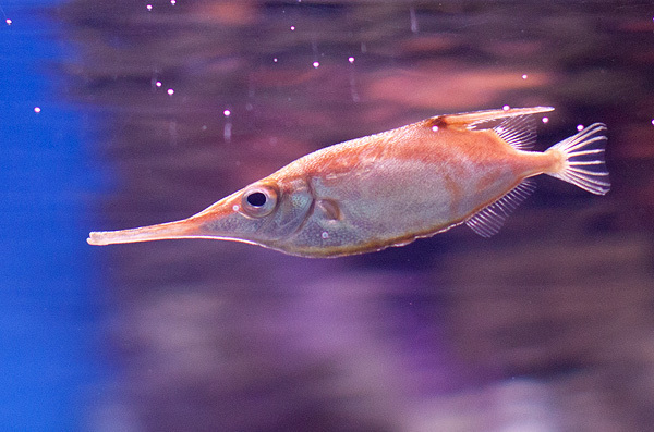 Common Bellowsfish