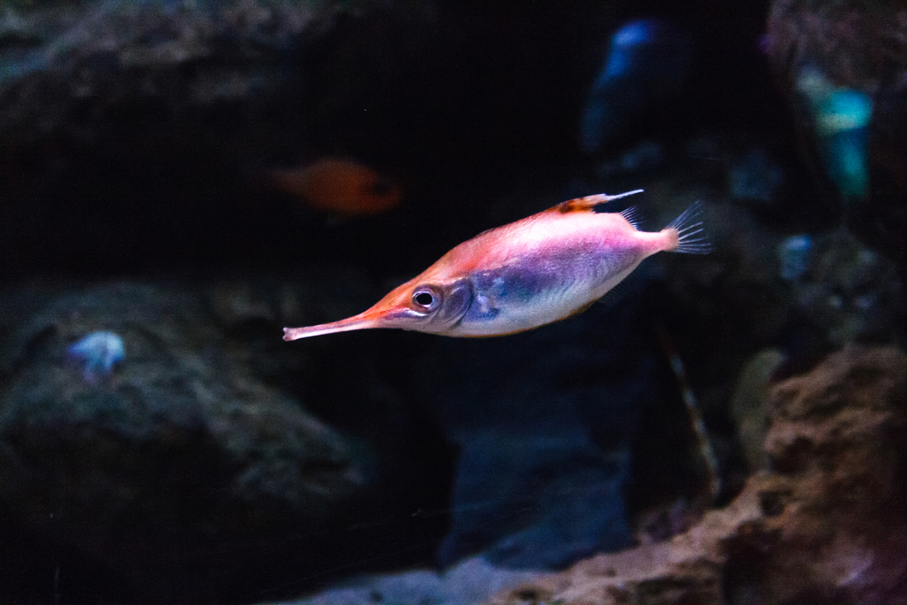 Common Bellowsfish