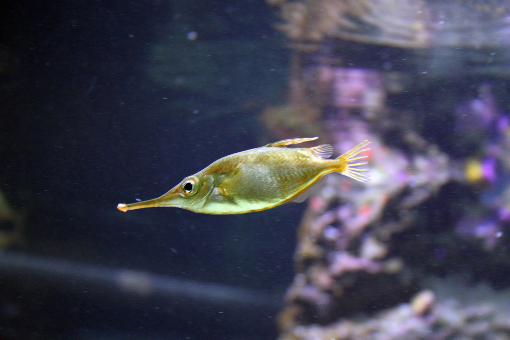 Common Bellowsfish