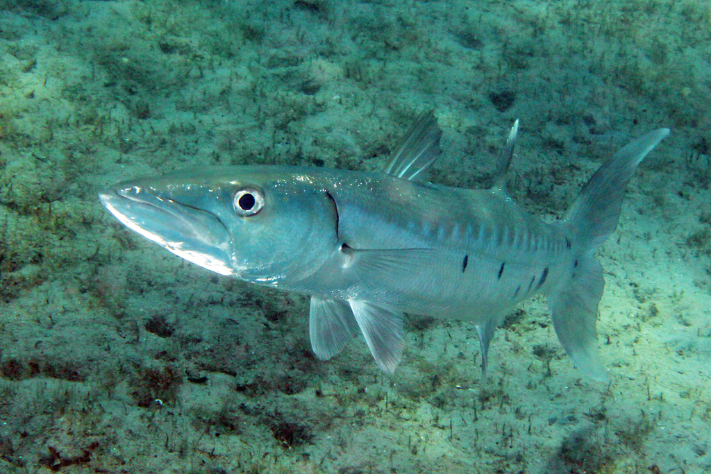 Grand Barracuda
