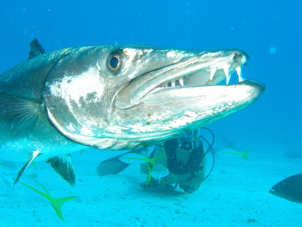 Great Barracuda