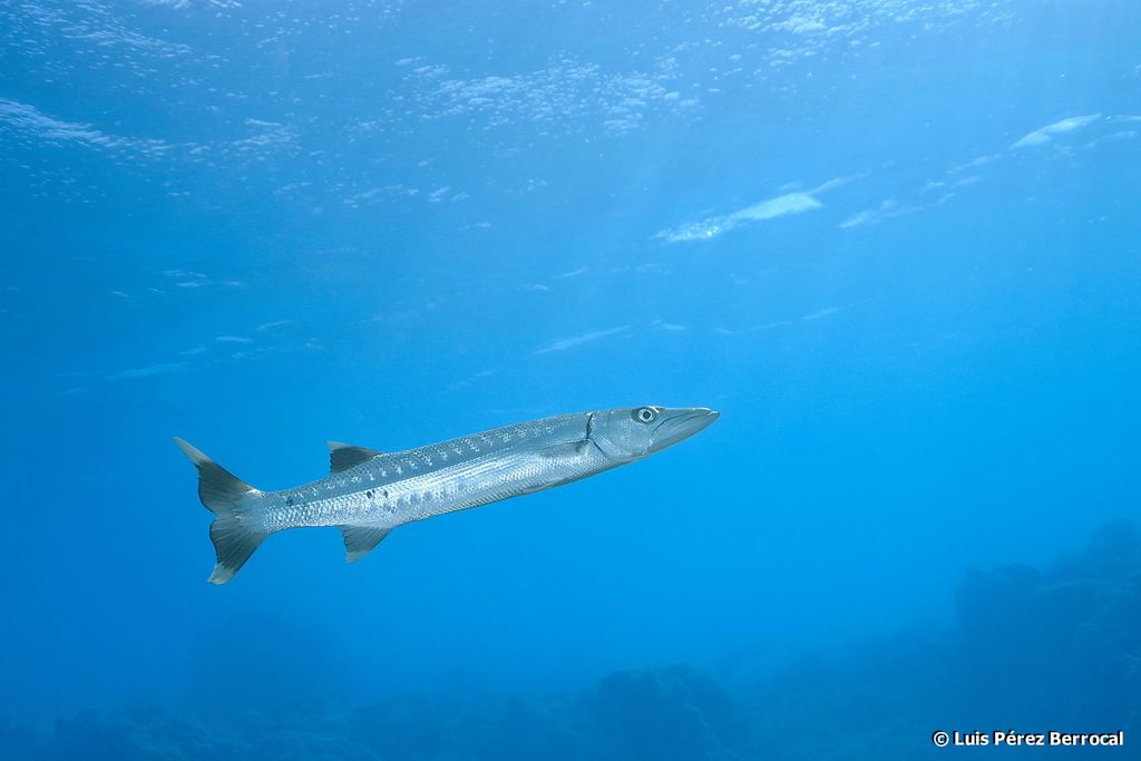 Grand Barracuda