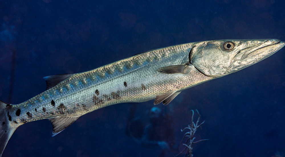 Grand Barracuda