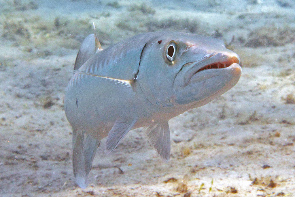 Grand Barracuda
