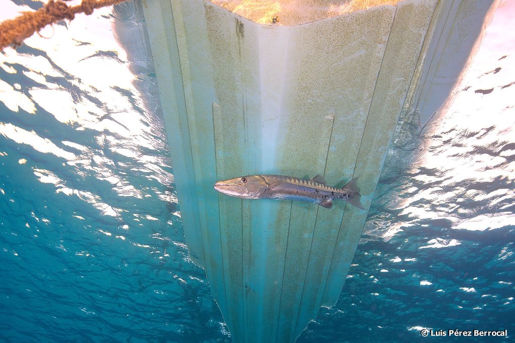 Grand Barracuda