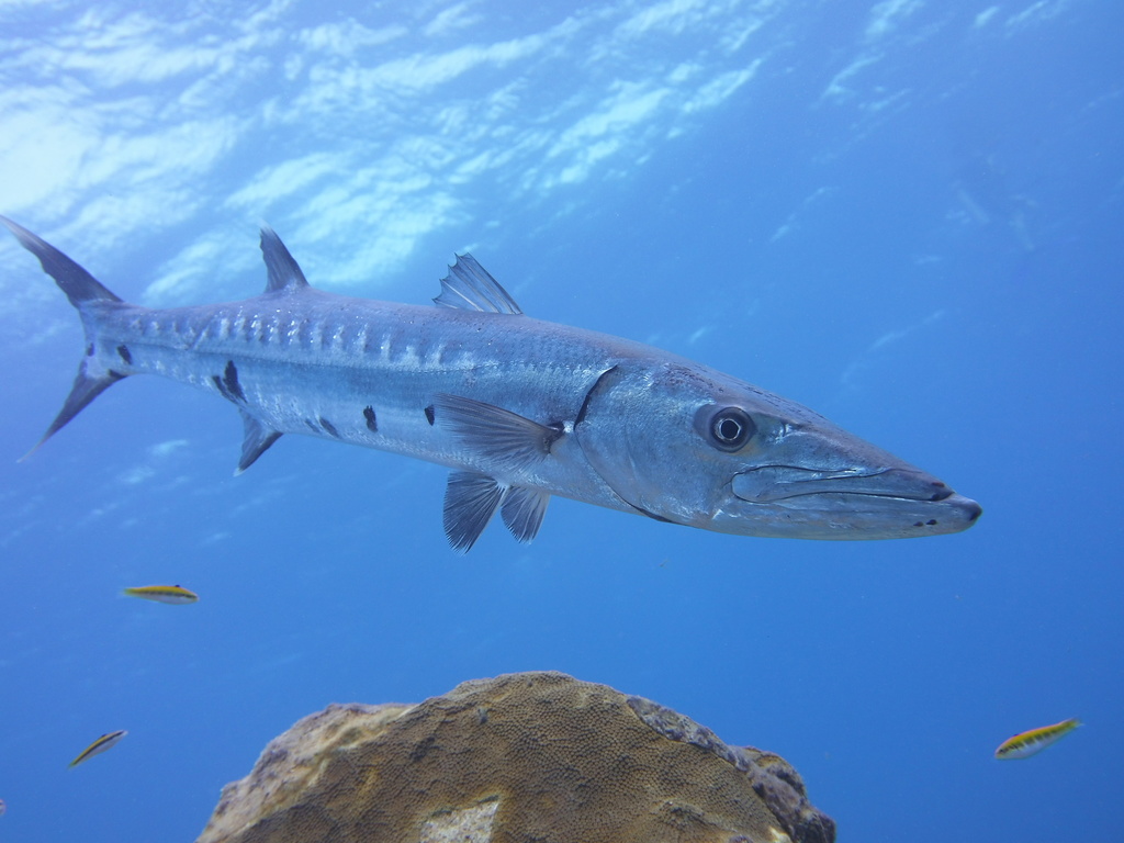 Grand Barracuda