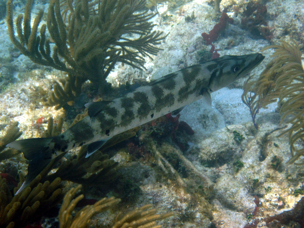 Grand Barracuda