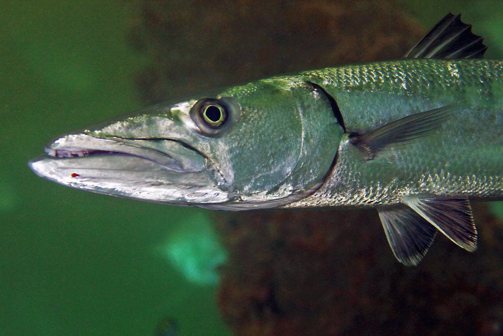 Grand Barracuda