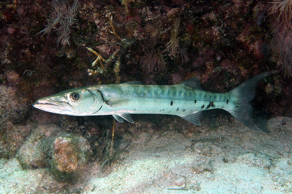 Grand Barracuda