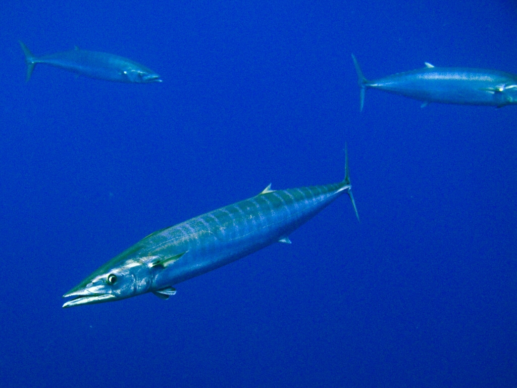 Wahoo