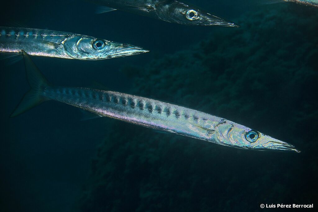 Yellowmouth Barracuda