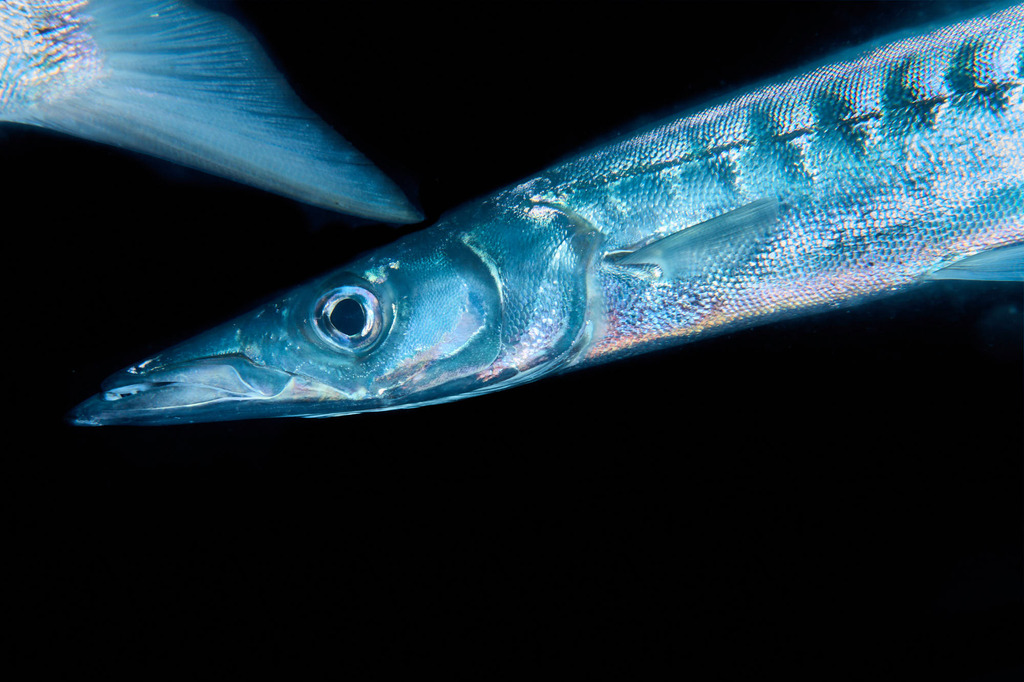 Yellowmouth Barracuda