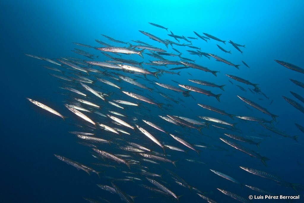 Yellowmouth Barracuda