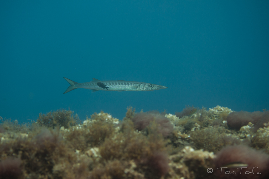 Yellowmouth Barracuda