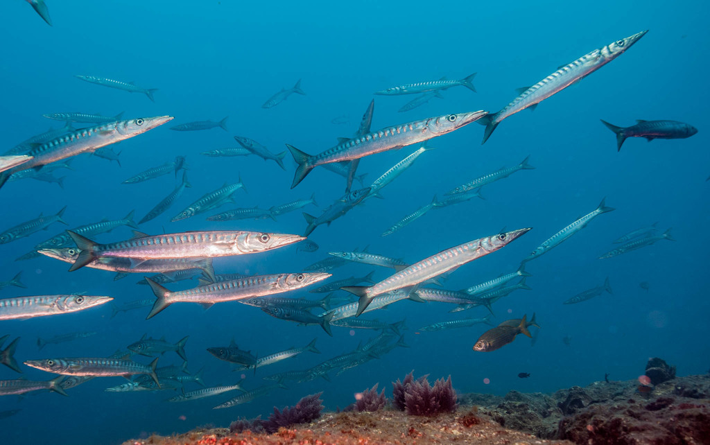 Yellowmouth Barracuda