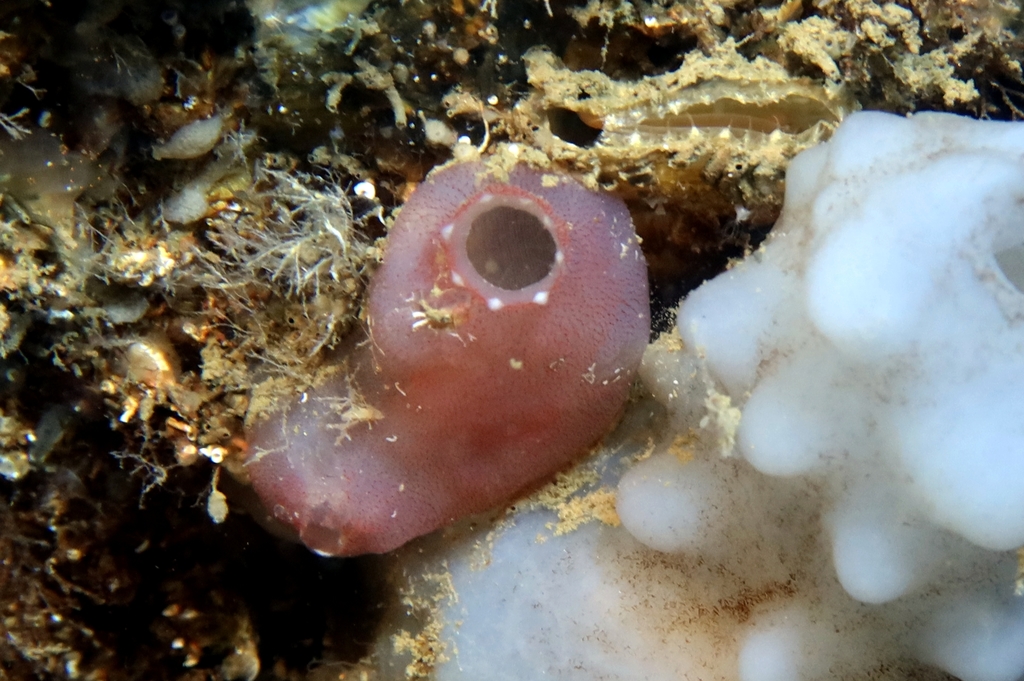 Pink sea squirt