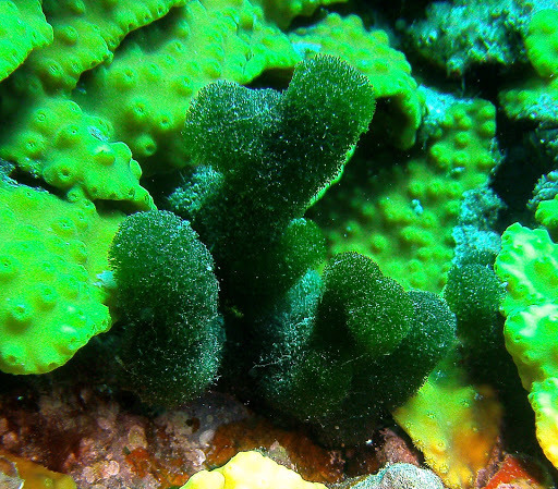 Green Spongeball Chain