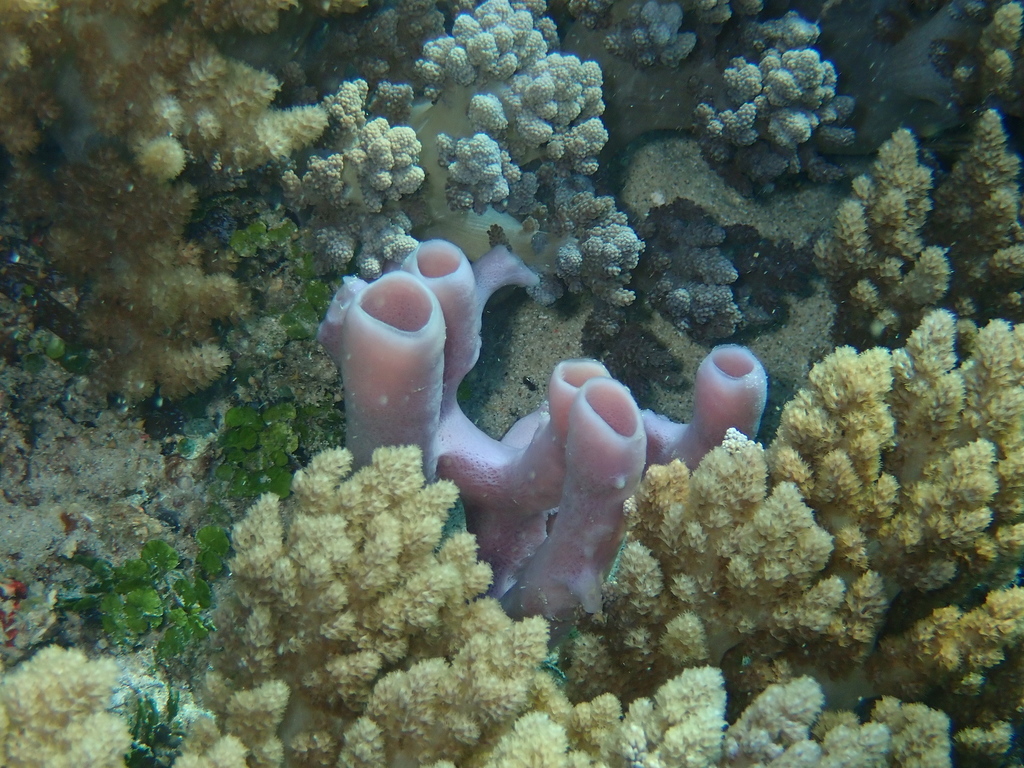 Large Tube Sponge