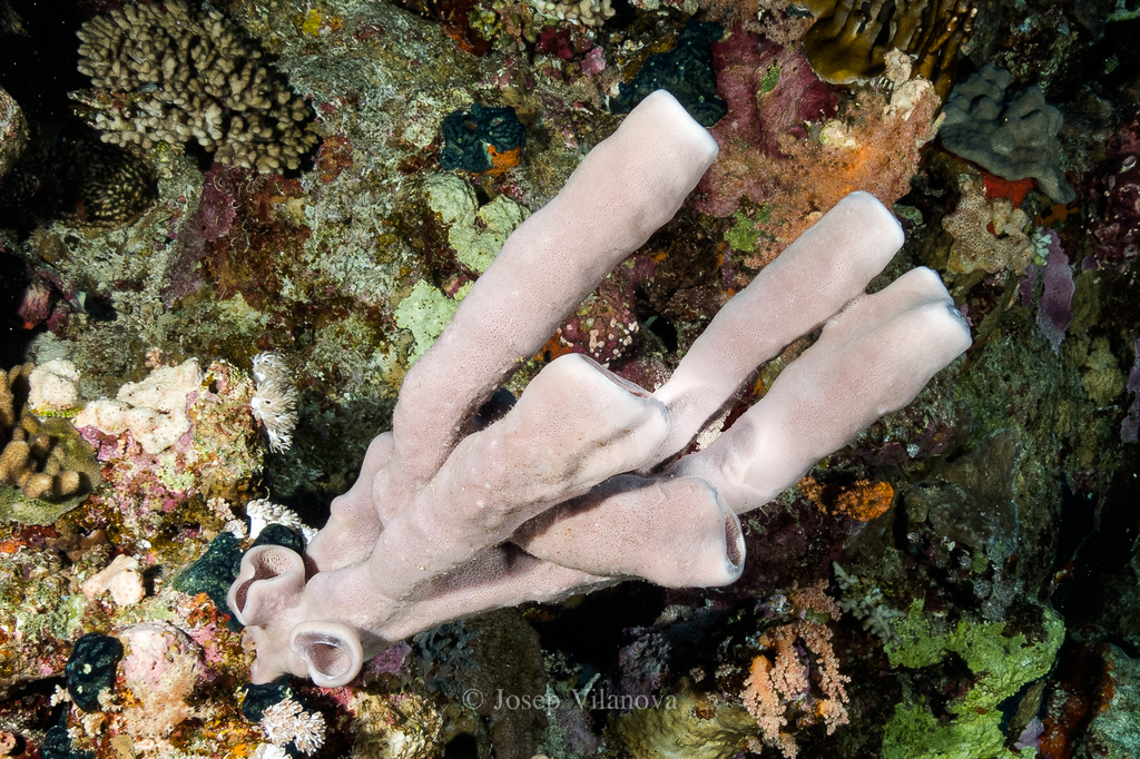 Large Tube Sponge
