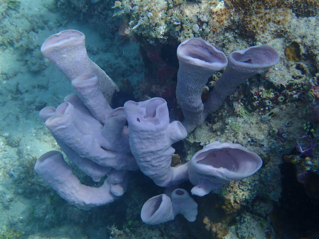 Large Tube Sponge