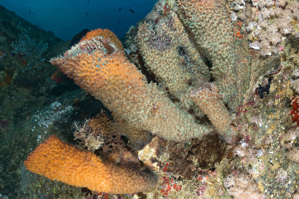 Large Tube Sponge