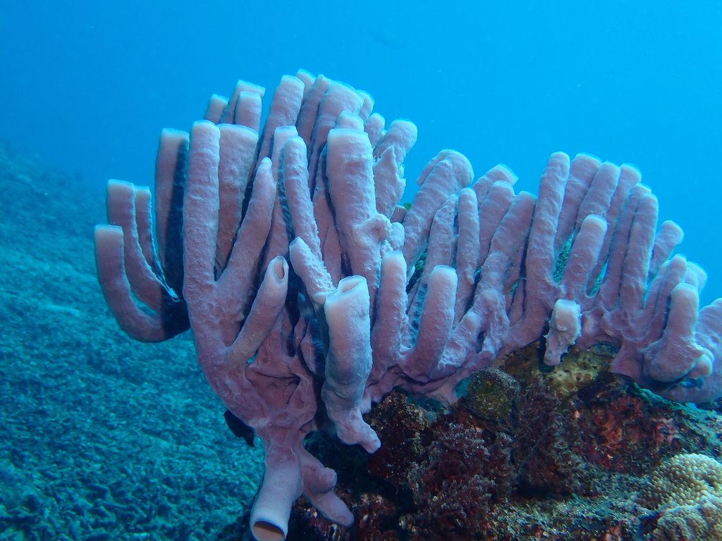Large Tube Sponge