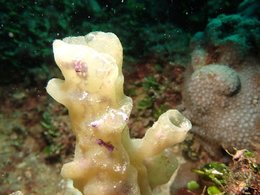 Large Tube Sponge