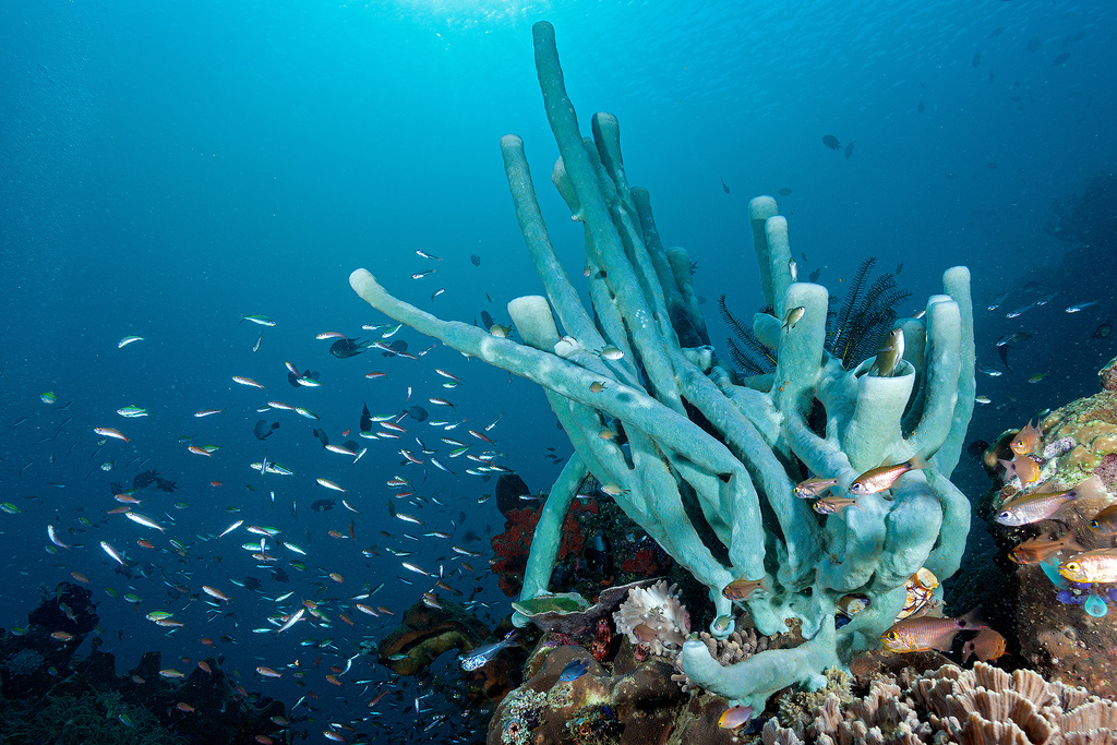 Large Tube Sponge