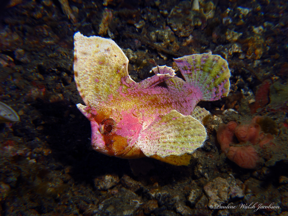 Cockatoo Waspfish