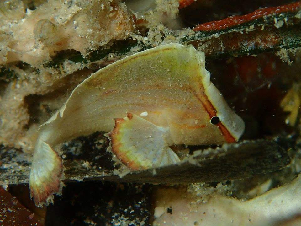 Cockatoo Waspfish