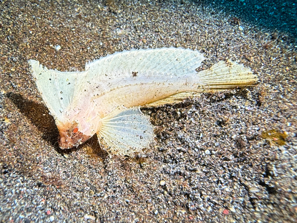 Cockatoo Waspfish