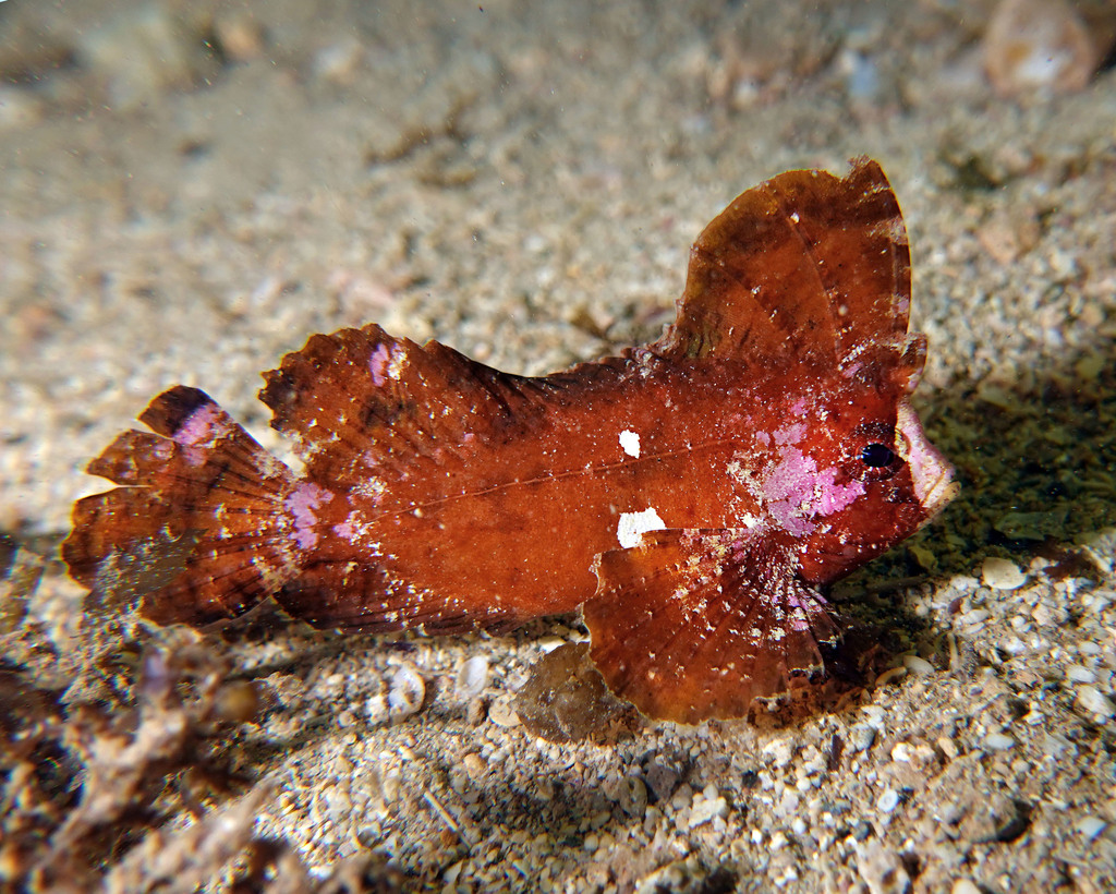 Cockatoo Waspfish