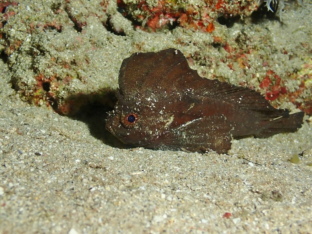 Cockatoo Waspfish