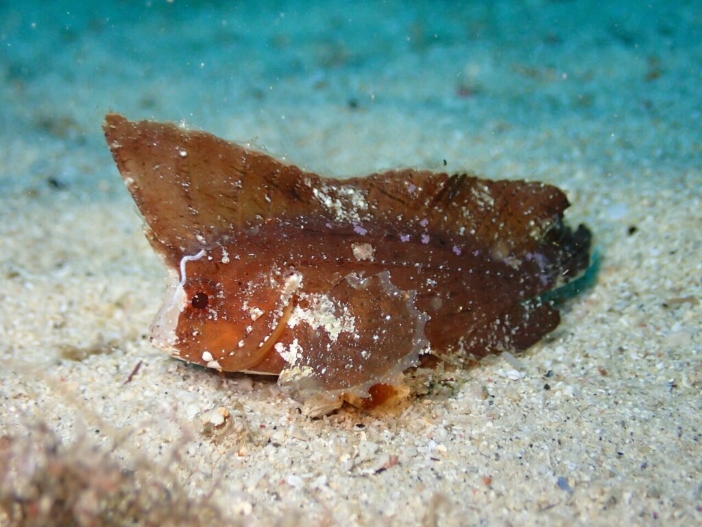 Cockatoo Waspfish