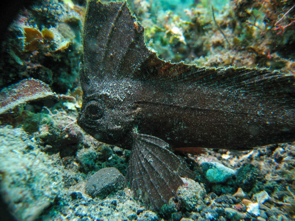 Cockatoo Waspfish