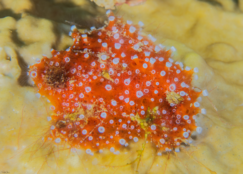 Polyp Sponge