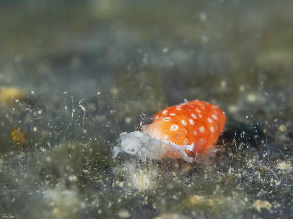 Polyp Sponge