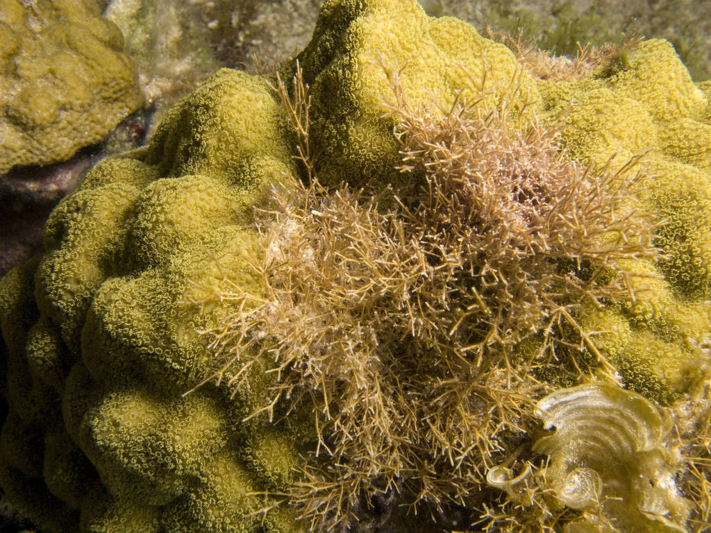 Fragile Coral Weed