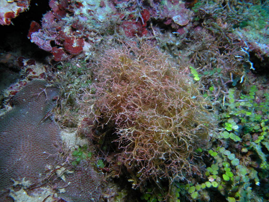 Algue coralline fragile