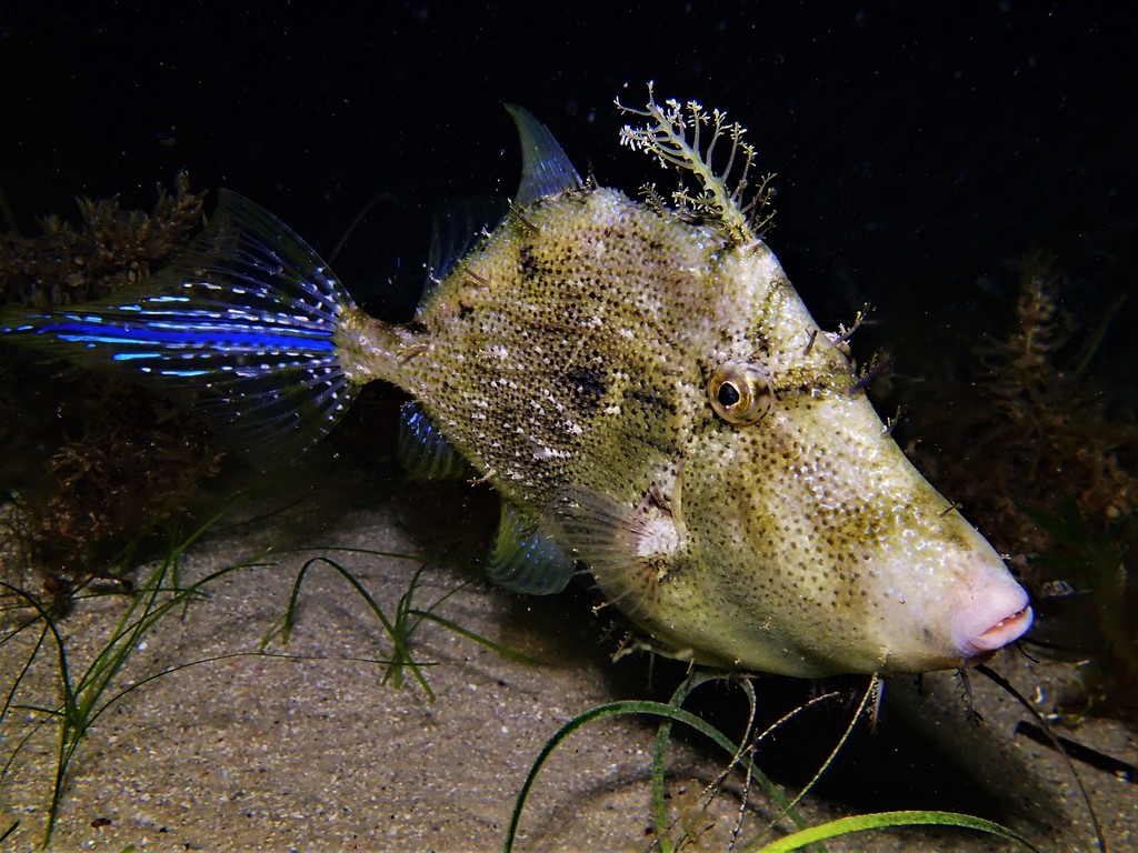 Poisson-lime feuillu