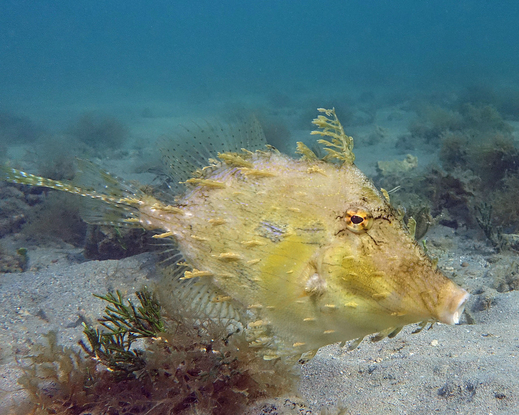 Poisson-lime feuillu