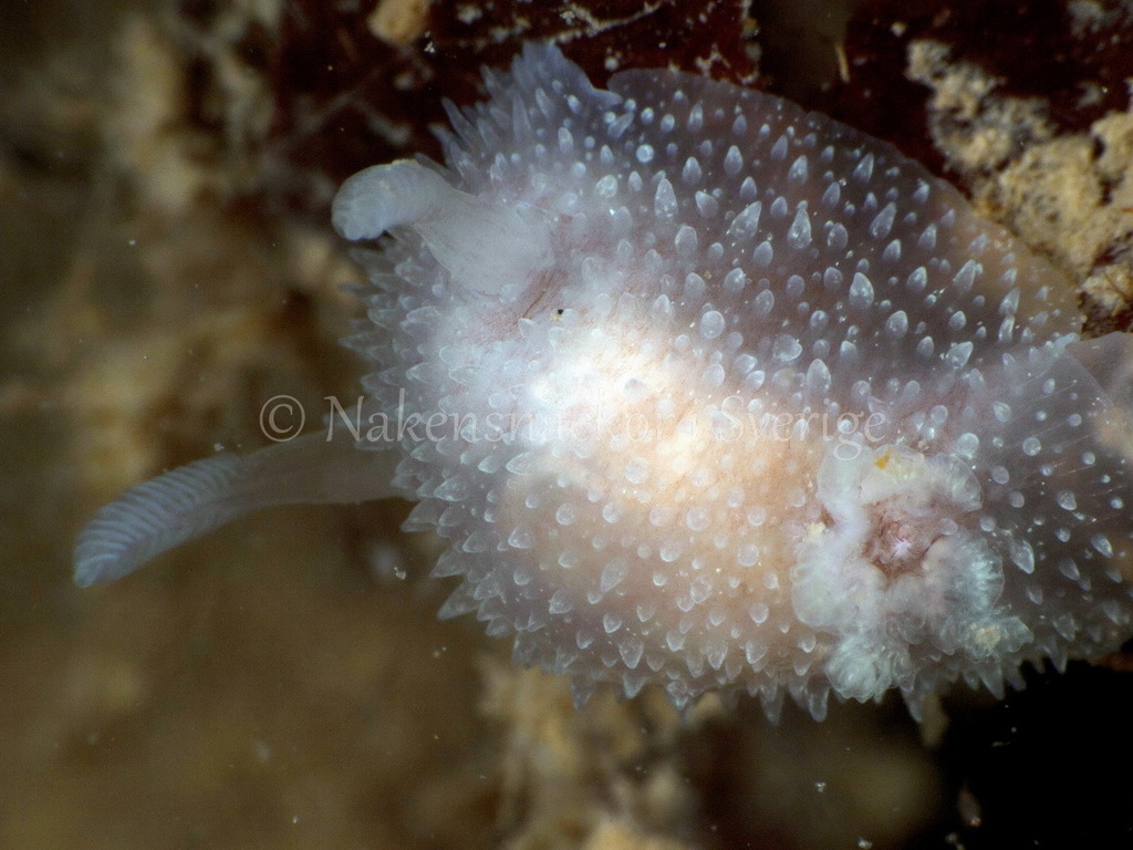 Hairy Spiny Dorid