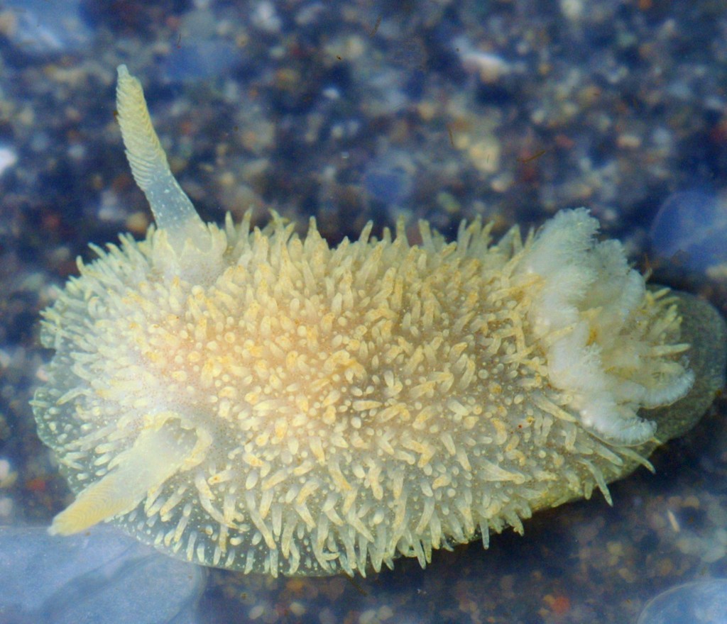 Hairy Spiny Dorid