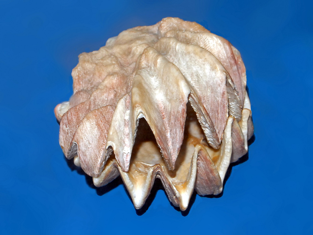 Cockscomb Oyster