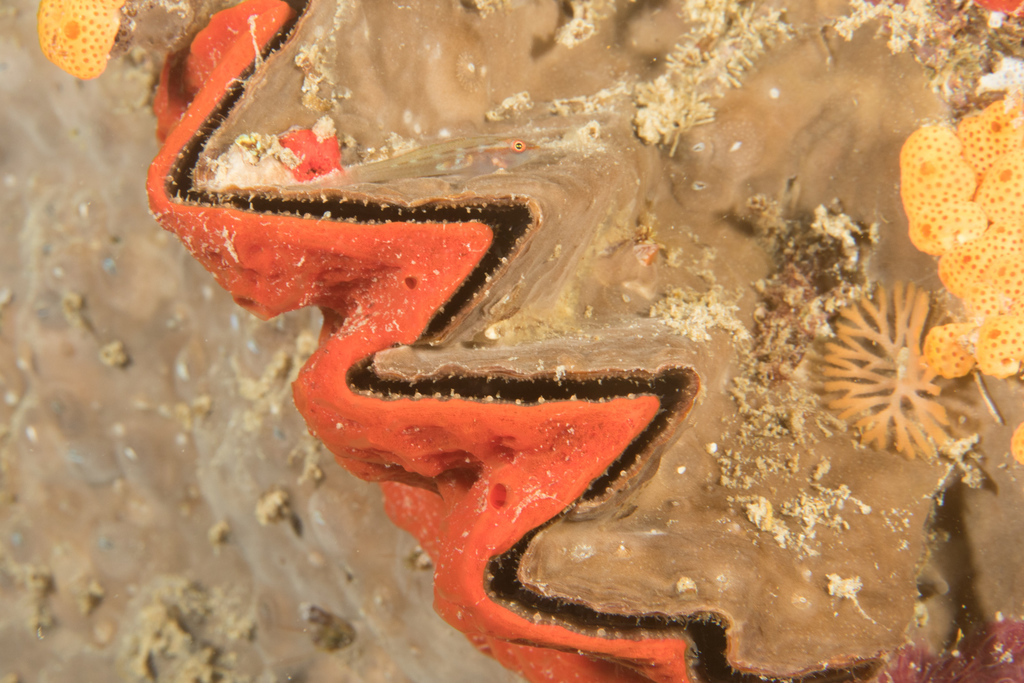 Cockscomb Oyster