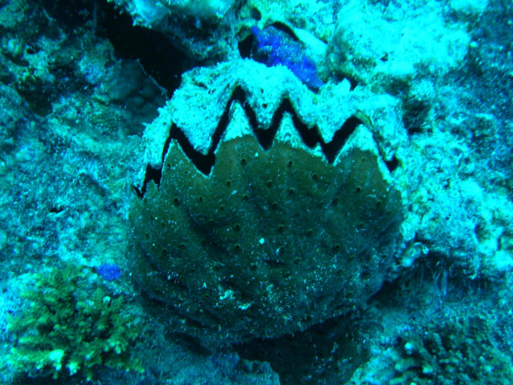 Cockscomb Oyster