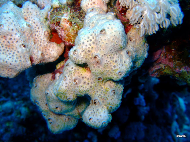 Honeycomb Sponge