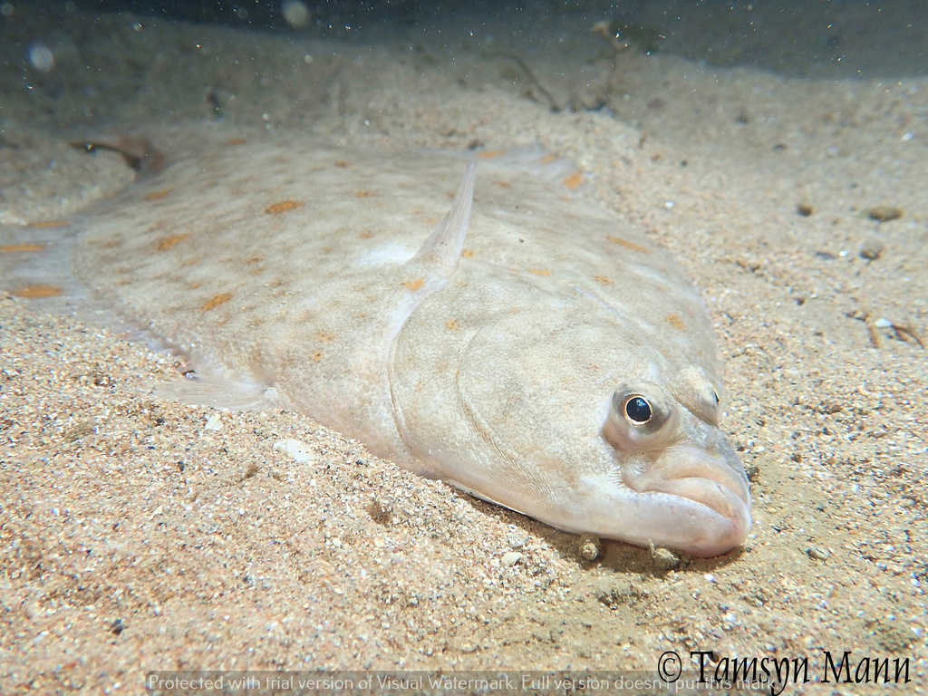 European Plaice